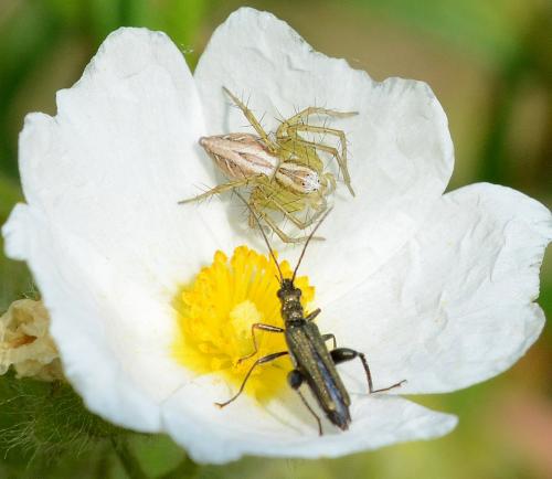 Oxyopes sp.
